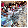 Gum Copal Factory