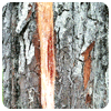 Pine Tree (1)