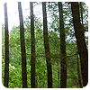 Pine Tree (3)