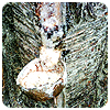 Pine Tree (4)